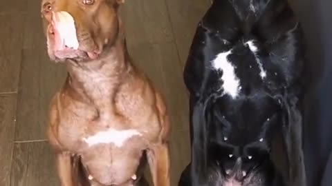 Obedient Dogs Wait for Bacon