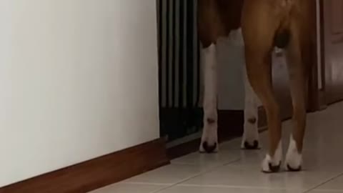 Boxer dog roaming between the rooms of the house, fun and entertaining