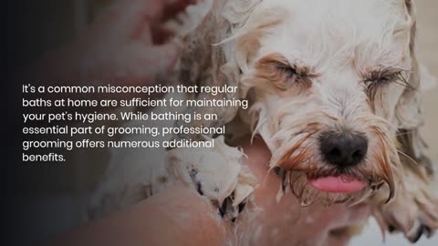 Pet Grooming Myths Debunked: Separating Fact from Fiction