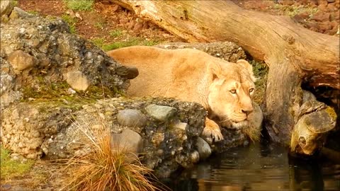 Un majestueux lion buvant de la rivière