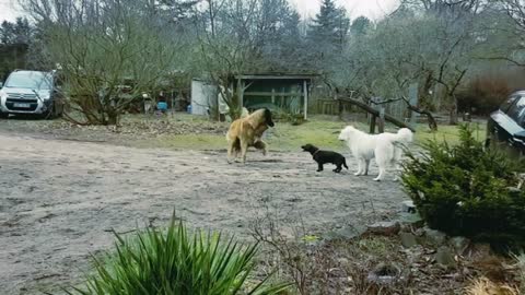 Leonberger vs. Dackel /Labrador