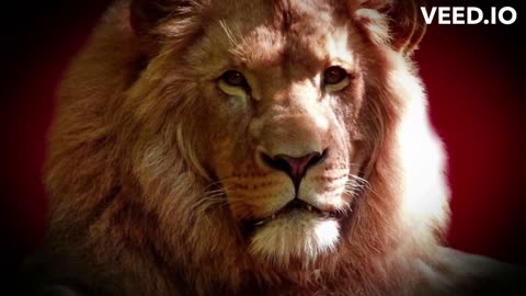 Exploring Eath's Amazing Animals Lion
