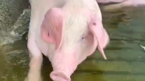 Piggy blowing bubbles