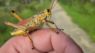 Large grasshopper locust I caught in Florida