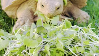 Tortoise chomps on sprouts while wearing frog hat