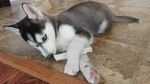 My little Husky Luna, she is adorable