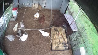 Rainy day chickens stuck in their coop