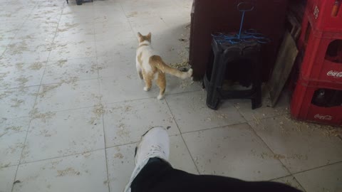 Cat happy en maroco