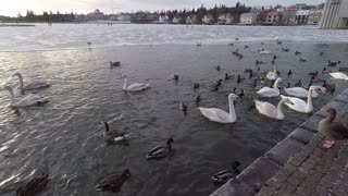 Reykjavik ducks in winter