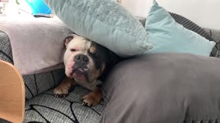 Ozzie the bulldog likes to hide