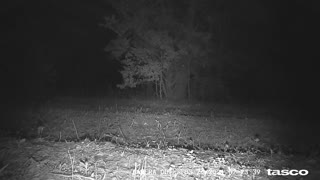 Bobcat on the Trail Cam