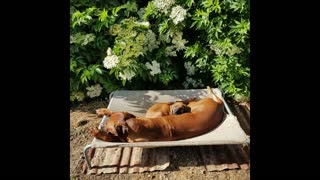 Rhodesian Ridgeback Baby Girl with her Mister Gentleman