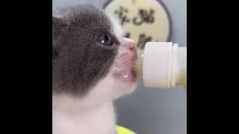 Gatito Bebe, lo mas tierno del mundo
