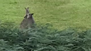 Kangaroos at it again