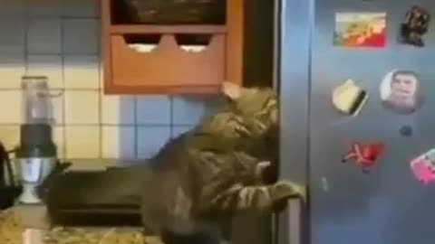 Кошка и холодильник