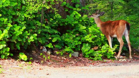 Beautiful Deer's in green place