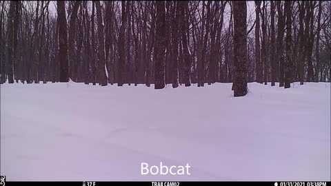 Bobcat and coyotes
