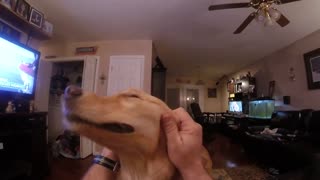 Golden Retriever Simply Loves Receiving A Proper Head Massage