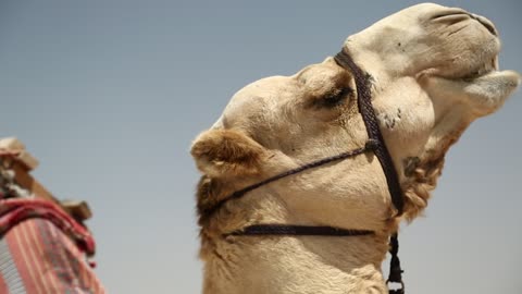 Camel in desert in Qatar, Persian Gulf, Arabian Peninsula