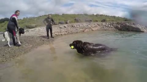 Dog Rescue Training