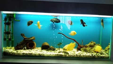 Fish tank