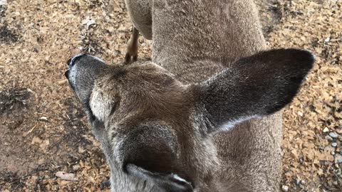 Friendly Deer - Copperhill, TN