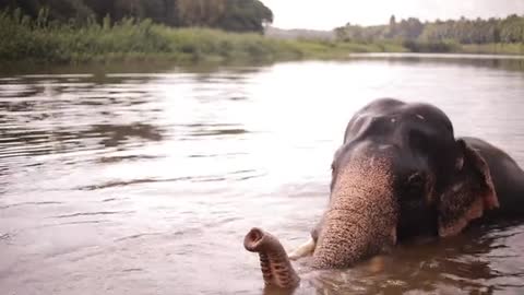 The elephant swims and plays with its nose