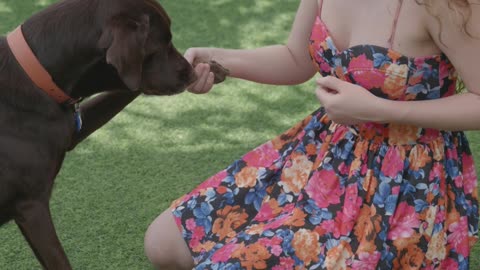 Empowering Connection: Woman Training Her Loyal Canine Companion
