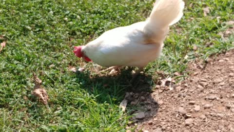 Chicken Gobbles Down Mouse