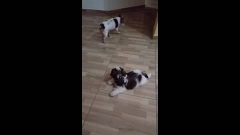 my cute little dogs playing together