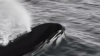 Pod of orcas swim alongside tourist boat