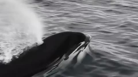 Pod of orcas swim alongside tourist boat