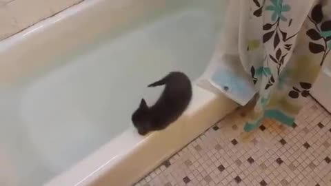 Funny Kitten jumps in bath tub