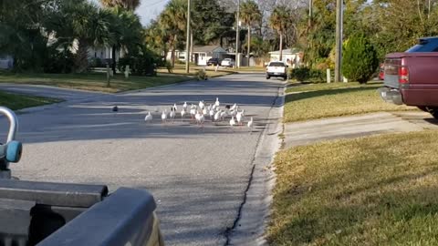 A flock of pretty ibis birds