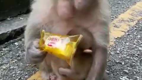 🐒 Cute Baby Monkey
