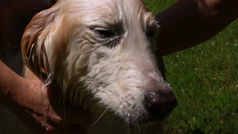 Washing The Sweet Dog