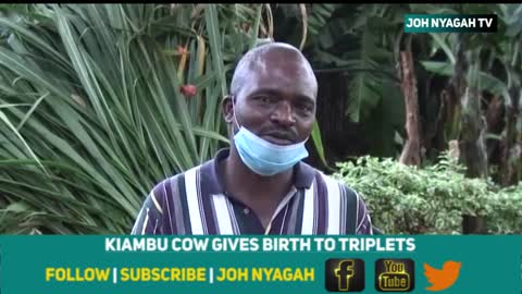 Mixed reactions amidst excitement as Kiambu cow gives birth to triplets