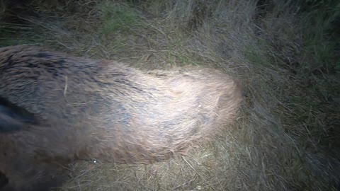 AR 10 308 Fast draw monster wild boar feral pig hog night hunt