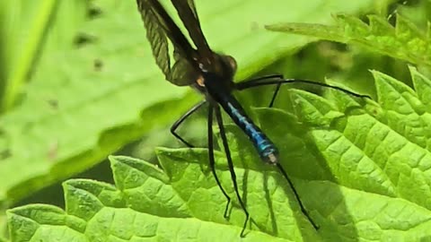 Blue dragonfly flies away in slow motion / beautiful insect in slow motion.