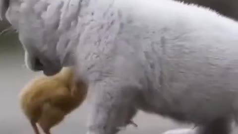 Full Video Cute Puppy Playing with Chickens. Video Got Viral || Full Video