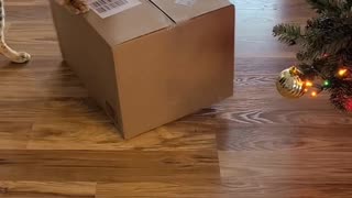 Cat Pushes Boxes Around