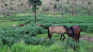 Wild Horses near the Jackalope Freedom Festival