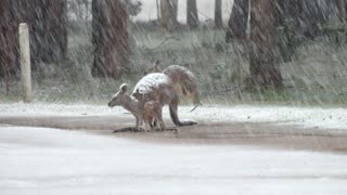 Kangaroo Family Stands in Heavy Snow