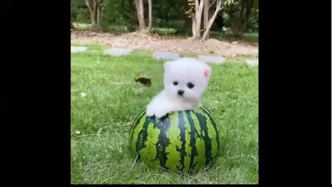Funny dog puppy coming out of a watermelon