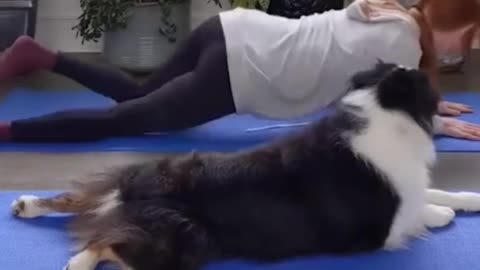 Doga Or Yoga
