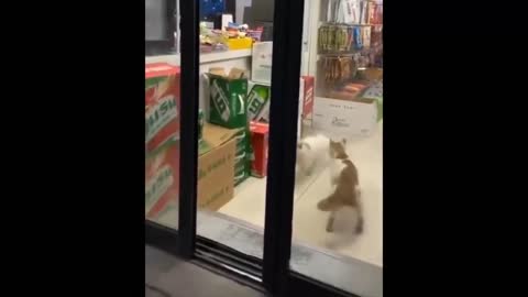 Funny cat, cat thief