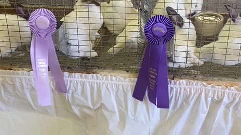 Ribbon winning Rabbits, Eastern Idaho State Fair, Blackfoot ,ID , 9-9-2023