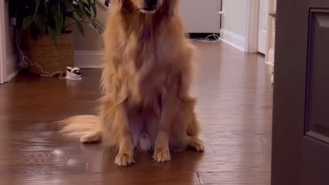 The internets greatest prankster… #dog #goldenretriever