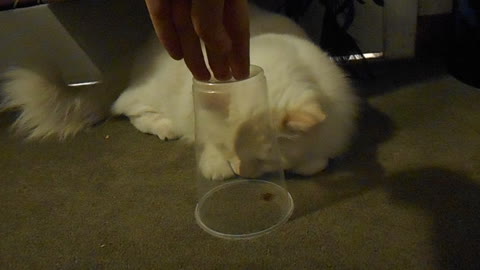 Excited kitten desperately wants to eat spider