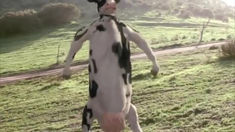 The Funny Man vs Cow Fight